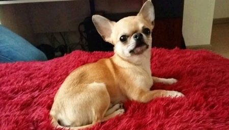 מתי chihuahuas לקבל את האוזניים וכיצד לשים אותם?