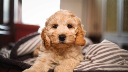Cockapoo: Tout sur la race de chien