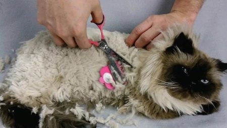 Morceaux chez un chat: causes et méthodes de lutte