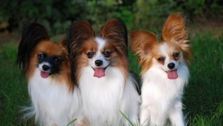 Continental Toy Spaniel: Ominaisuudet ja sisältövinkkejä