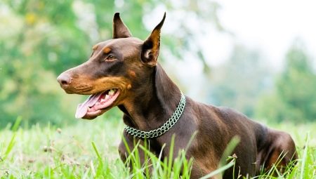 Barna Dobermans: szín és ápolás