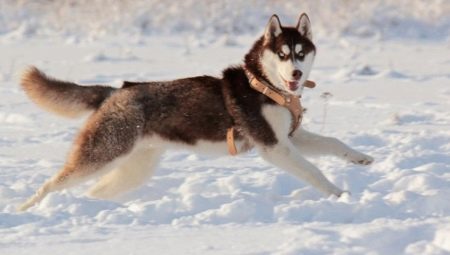 Ruskea husky: väri ja sisältö