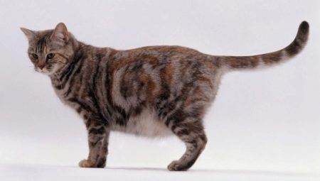 Nourriture pour les chattes gestantes et allaitantes: options et choix