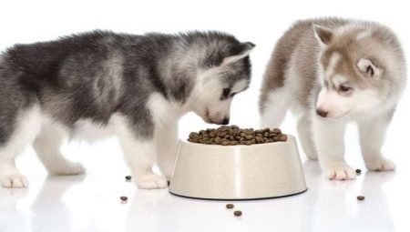 Husky-ruoka: tyypit ja hienovaraisuudet