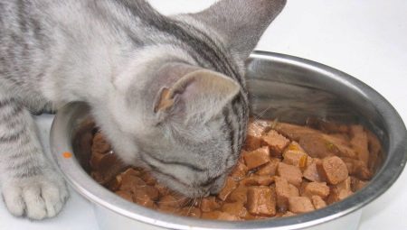 Nourriture dans des sacs pour chats: que font-ils et combien donner par jour?