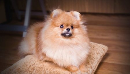 Nourrir et soigner un Spitz de Poméranie à la maison