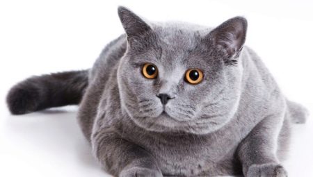 Chat écossais à poil court: description et contenu de la race
