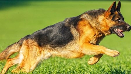 Bergers allemands à poil court: description et caractéristiques des soins