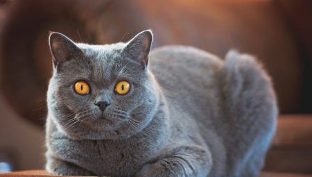 Races de chats à poil court: types, choix et caractéristiques des soins