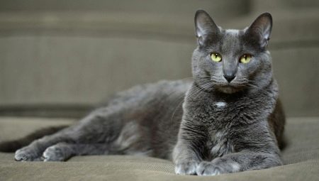 Kora cat: origine, caractéristiques, soin