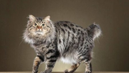 Bobtail cats: caractéristiques, couleurs et soin