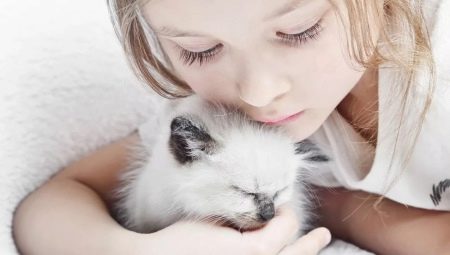Chats pour enfants: revue des meilleures races