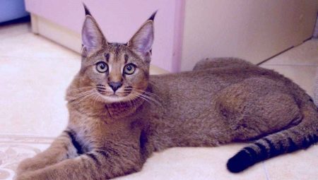 Lynx-like cats: caractéristiques et races populaires