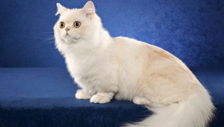 Chats de race Napoléon: description et caractéristiques de soin