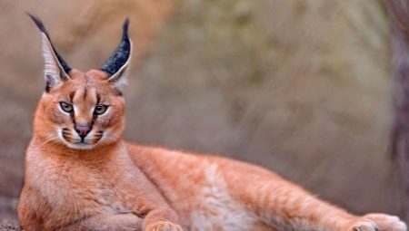 Chats avec des glands sur les oreilles: une variété de races et des caractéristiques du contenu