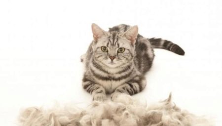 Cat jette beaucoup: causes et solutions