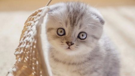 Chaton dans 1-2 mois: caractéristiques de développement et de soins