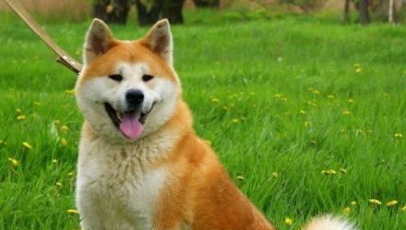 Kauniita ja hauskoja nimimerkkejä Akita Inulle