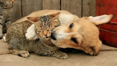 Qui est plus intelligent: les chats ou les chiens?