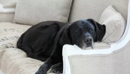 Labradori asunnossa: hyvät ja huonot puolet, ylläpitosäännöt