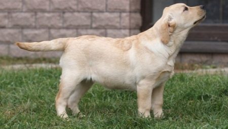 Labrador at the age of 4 months: how it looks and how to contain?