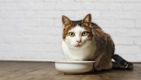 Friandises pour chats: rendez-vous, conseils pour bien choisir et cuisiner