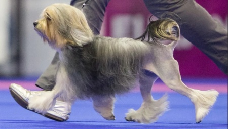 Lyon Bichon: előnyök és hátrányok, temperamentum, gondoskodás