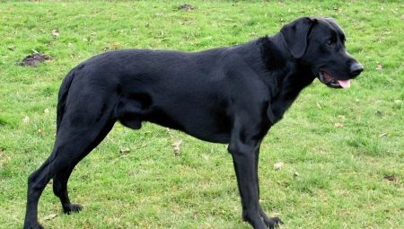 Chiens de berger de Majorque: description de la race et règles de garde