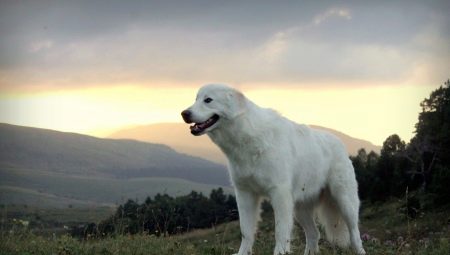 Maremmo-Abruzzo Shepherd: Description de la race, Alimentation et soins
