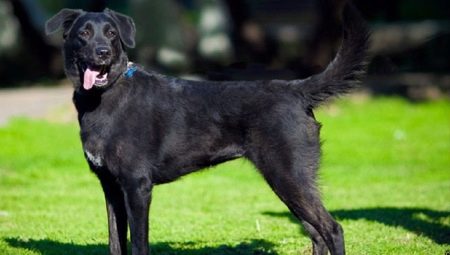 Metis Labrador ja Shepherd