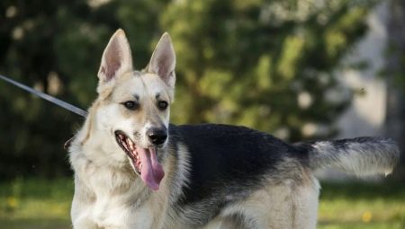 Chiens de berger et Huskies métis: description, nature et contenu