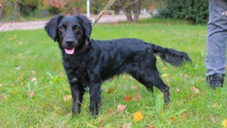 Metis Spaniel: jenis dan ciri kandungan