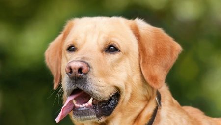 Metasa Labrador: mitkä ovat ja miten ne voidaan valita?