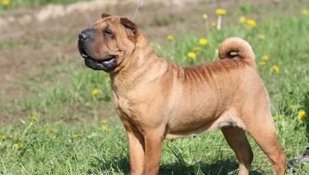 Raças de cães Sharpei: os tipos e conteúdos dos cães
