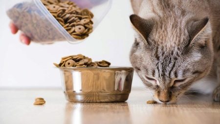 Est-il possible de donner de la nourriture pour chiens aux chats?