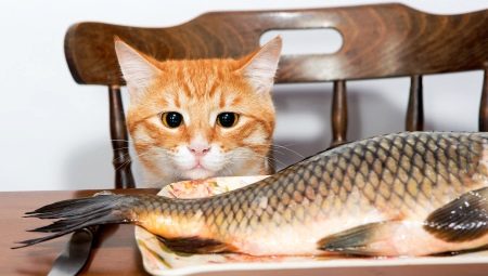 Est-il possible de nourrir les chats avec du poisson et quelles sont les limites?