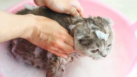 Est-il possible de laver le chat avec un shampooing ordinaire et que va-t-il se passer?