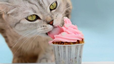 Les chats peuvent-ils avoir un goût sucré et pourquoi?