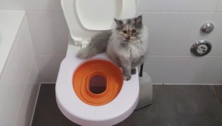 Serviettes sur les toilettes pour chats