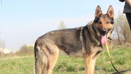 Chiens de berger allemands de couleur zonée: types et nuances de contenu