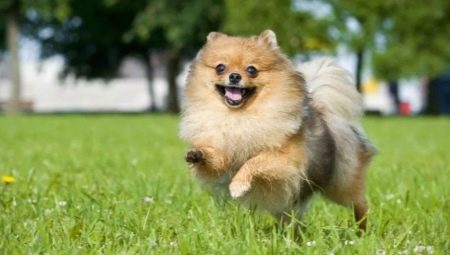 Spitz allemand: description et recommandations pour le contenu