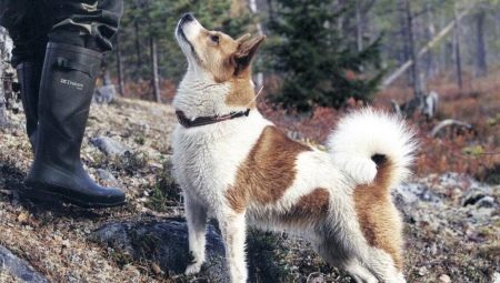 Norbotten Spitz: a gondozás jellemzői, jellege és szabályai