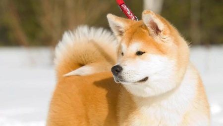 Nuances da educação e formação de Akita Inu
