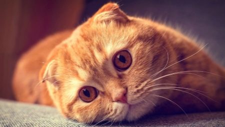 Mengenai kucing lipat Scotland dengan warna merah
