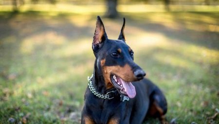 Szükséges-e letartóztatni Doberman fülét és farokát, vagy megszakíthatatlan maradhat?