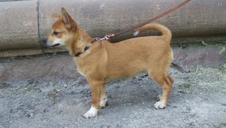 Katsaus Chihuahua Métis