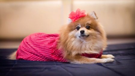 Vêtements pour spitz: variétés et conseils pour bien choisir