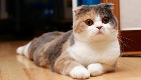 Scottish Cat Colors