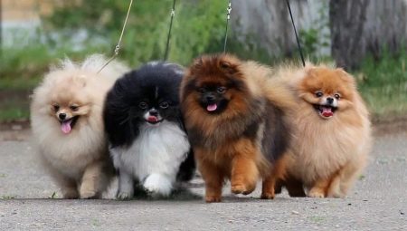 Leírás és szabályok a Spitz sable színes tartására