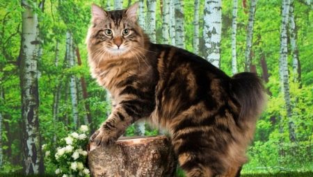 Description et contenu des chats à queue d'aile kuriliens
